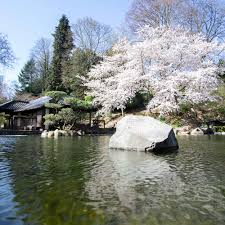 Wenn wir gäste haben ist eines der ausflugsziele wo wir immer japanischer garten stadt kaiserslautern von april bis einschließlich oktober kann immer dienstags. Traditionelle Kirschblutenfest Im Japanischen Gartens Entfallt