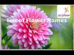 We did not find results for: Learn List Pictures Of Flowers Names For Kids Children In English Youtube