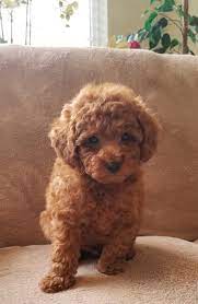 Tiger Male Akc Poodle Puppy For Sale In Oxnard California Meet Tiger A Stunning Poodle Poodle Puppies For Sale Toy Poodle Puppies Miniature Poodle Puppy