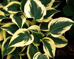 Heart shaped blue leaves with wide white margin that starts out the season pale yellow but quickly turns to pure white. Hosta Medium Cultivars Gardensonline