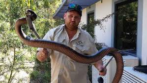 Averaging around 1.25 m (4 ft 1 in) in length, it has glossy black upperparts, bright red or orange flanks, and a pink or dull. Massive Red Bellied Black Snake Surprises Newcastle Wrangler Called In To Remove It Abc News