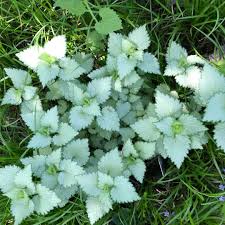 Lamium maculatum ghost nettle from hocus pocus groundcovers. Lamium Maculatum Ghost Spotted Nettle Ghost In Gardentags Plant Encyclopedia