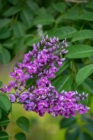 Image result for Lonchocarpus