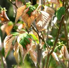 Dogwood Diseases Insect Pests Home Garden Information Center
