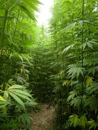Hemp Wikipedia