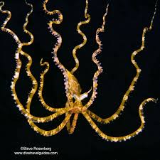 Image result for Satyrium amblyosaccos