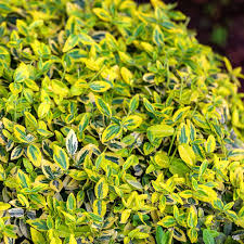 Image result for Psorospermum mechowii