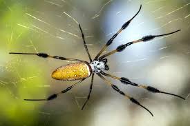 These webs can measure up to 3 feet in diameter! Blog How Dangerous Are Orb Weaver Spiders In My Houston Garden
