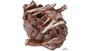 Scientists have announced the discovery of a perfectly preserved dinosaur embryo that was preparing to hatch from its egg, just like a chicken. Researchers Discover A Dinosaur Preserved Sitting On A Nest Of Eggs With Fossilized Embryos A First Cnn