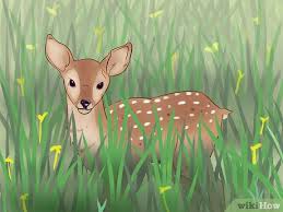 3 Ways To Tell A Fawns Age Wikihow