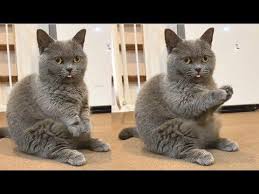 Jason created a youtube channel daily dose of internet is possibly single at the moment and seems to be more focused on his career and youtube rather than being in a relationship. A Cat That Sits Like This Your Daily Dose Of Internet