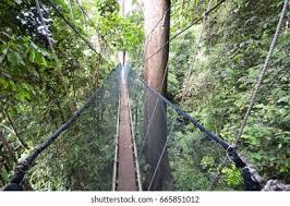Poring canopy walkway is situated nearby to takutan. Poring Treetop Canopy Walk Ranau Malaysia Stock Photo Edit Now 665851012