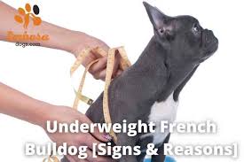 French bulldogs can be stubborn when it comes to housetraining. Underweight French Bulldog Underwight Signs Reasons