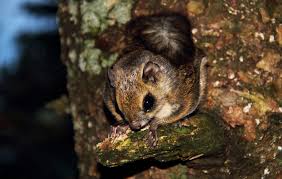 Ground squirrel facts these guys are super interesting! The Different Momonga You Can Encounter In Japan Yabai The Modern Vibrant Face Of Japan