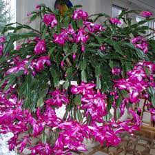 Christmas Cactus My Grannie S Plant Would Always Be In Full Bloom At Christmas Time Floriculturas Orquideas Suculentas