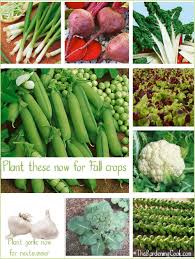 Your garden supply and advice hq. Fall Gardens What Vegetables To Plant Now The Gardening Cook