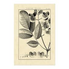 Image result for Flabellaria paniculata