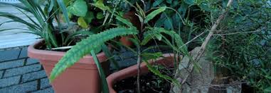 They eat bits of plants and small animals by using their teeth. Small Gardens Balconies Te Motu Kairangi Miramar Ecological Restoration