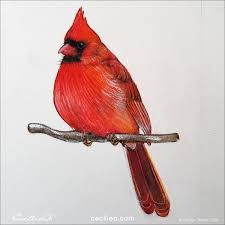 Check spelling or type a new query. Drawing With Colored Pencils Realistic Cardinal Tutorial Cecilie Okada Design