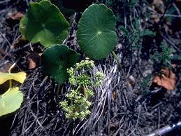 Image result for Hydrocotyle bonariensis