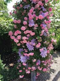 These Are The Gorgeous Unique Flowers You Should Consider For Your Wedding Weddingbells Chrysanthemums appear from late august to december when most other flowers have stopped flowering ready for the winter.