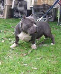 American Bully Breed Information History Health Pictures And More