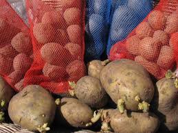 Growing potatoes couldn't be easier! Planting Seed Potatoes Diy