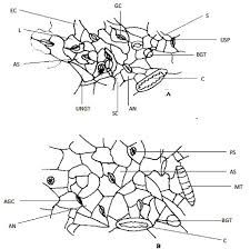 Image result for Laportea ovalifolia