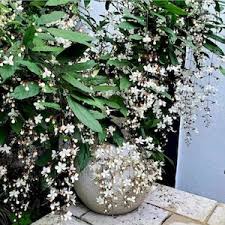 Image result for Clerodendrum fasciculatum
