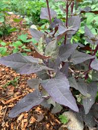 Image result for Atriplex hortensis