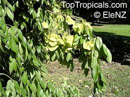 Image result for Pterocarpus indicus