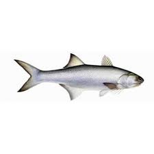 Rawas Fish For Food Purpose Packaging Type 1kg Also Available In 550gm Rs 1000 Kilogram Id 14636018533 .fish fry| rawas fish fry crispy made by *swatis kitchen marathi * #fishfryrecipe #कुरकुरीतमासे #मच्छीफ्रायरेसीपी #easyfishfry #howtomakefishfry #रावसफ्राय #rawasfish #swatiskitchen #फिशफ्राय. rawas fish
