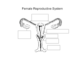 The male reproductive system is located in the pelvis region. Blank Diagram Of Human Reproductive Systems Select The Part Of The Human Female Reproductive S 2016 Prathama Raghavan