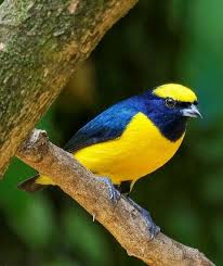 Pin By Juan Aguilar On Colourful Birds Beautiful Birds Pretty Birds Pet Birds