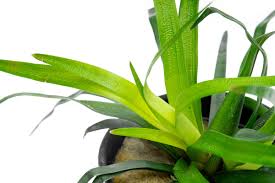 Image result for Eriocaulon buchananii