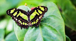 Significado De Cuando Llega Una Mariposa A Tu Casa Descubrelo