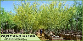 Desert museum palo verde root system. Monthly Landscape Garden Tips July