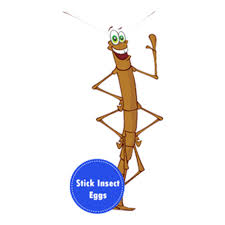Stick Insect Eggs Insect Lore Alibaba.com offers 1,593 walking stick bug products. stick insect eggs