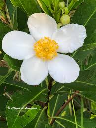 Image result for Theaceae