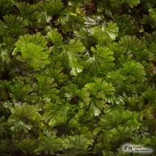 Image result for Crepidomanes