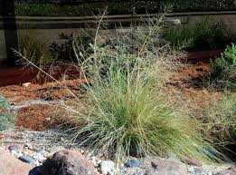 Image result for Sporobolus ioclados