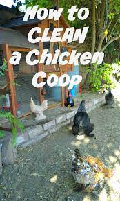 Backyard Poultry Urban Chickens Small Chicken Coops Chicken Coop