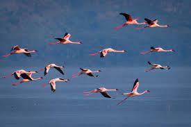 Wildlife Dave And Deb Nakuru Kenya Pink Flamingos