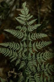 Image result for Pteris preussii