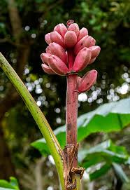 Image result for Musa sp. (Ornamental bananas)