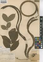 Image result for Markhamia zanzibarica