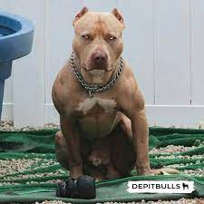 super strong and beautiful super fuerte y hermoso www depitbulls site pitbull pitbulls depitbulls teriyer kopek turleri pitbull