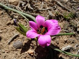 Image result for Romulea camerooniana
