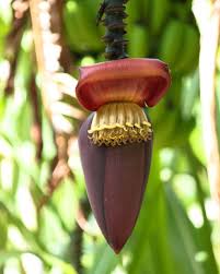 Any Guesses What Popular Fruit This Flower Belongs To Hint There Are Different Types Including Cavendish Lady Finger And Plantain Thats Right Its The Flow