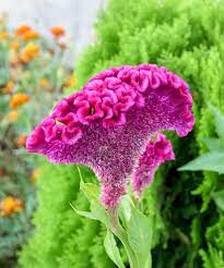 Pin On Flower